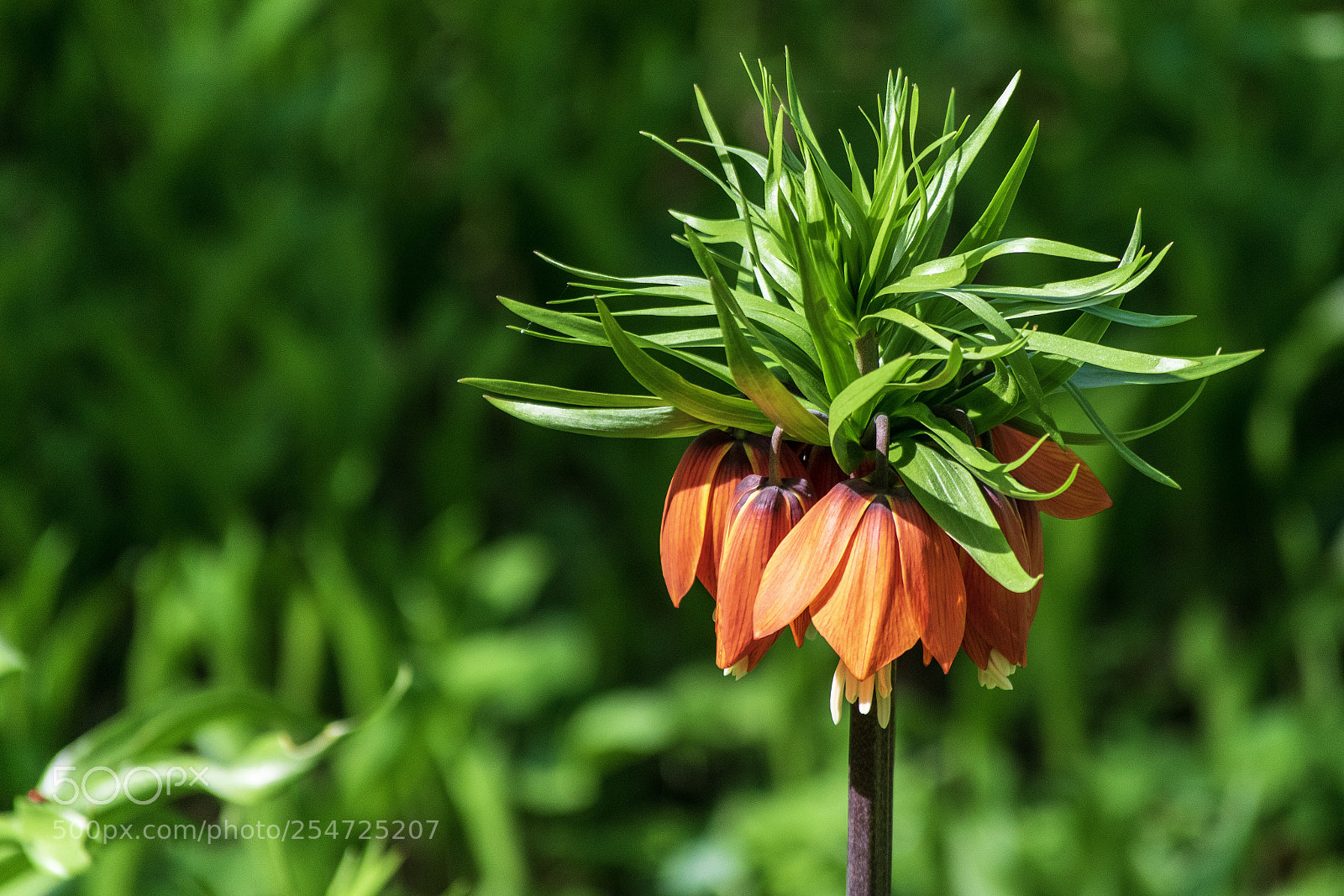 Nikon D5300 sample photo. Funny flower photography