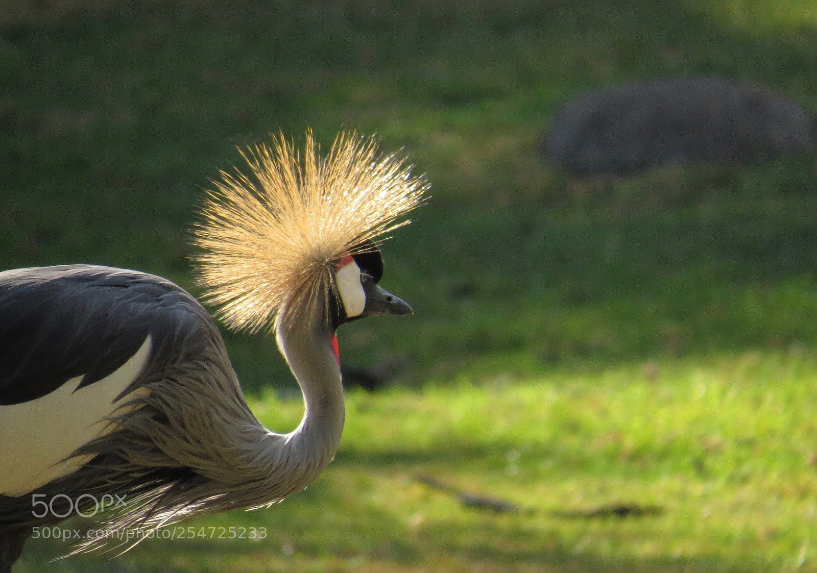 Canon PowerShot SX50 HS sample photo. Crown of gold photography