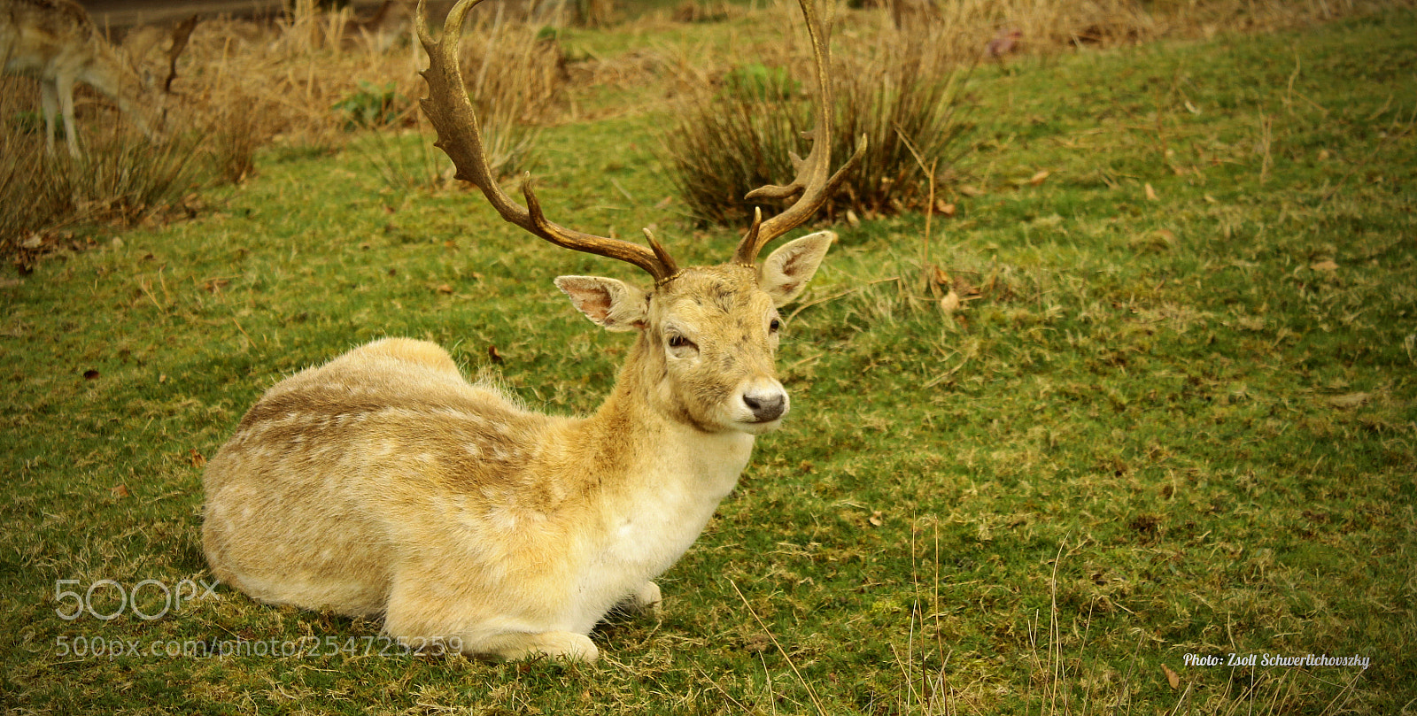 Canon EOS 1100D (EOS Rebel T3 / EOS Kiss X50) sample photo. Phantom of the forest photography