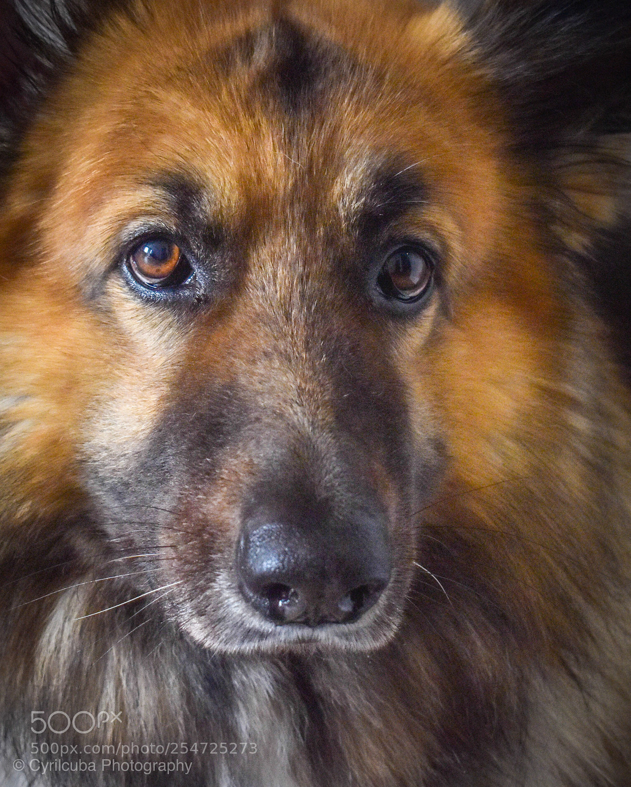 Nikon D5500 sample photo. Belgium shepherd  photography