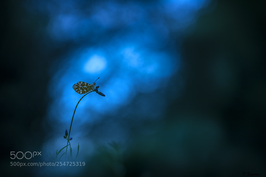 Canon EOS 5D Mark IV sample photo. L'aurore d'un soir. photography