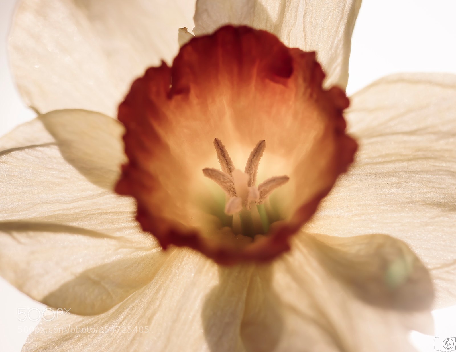 Canon EOS 70D sample photo. Flower power photography