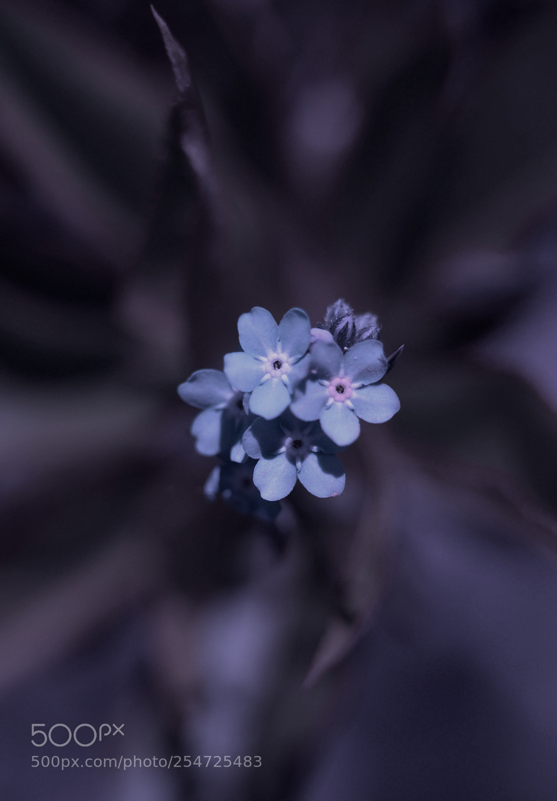 Nikon D610 sample photo. Flowers photography
