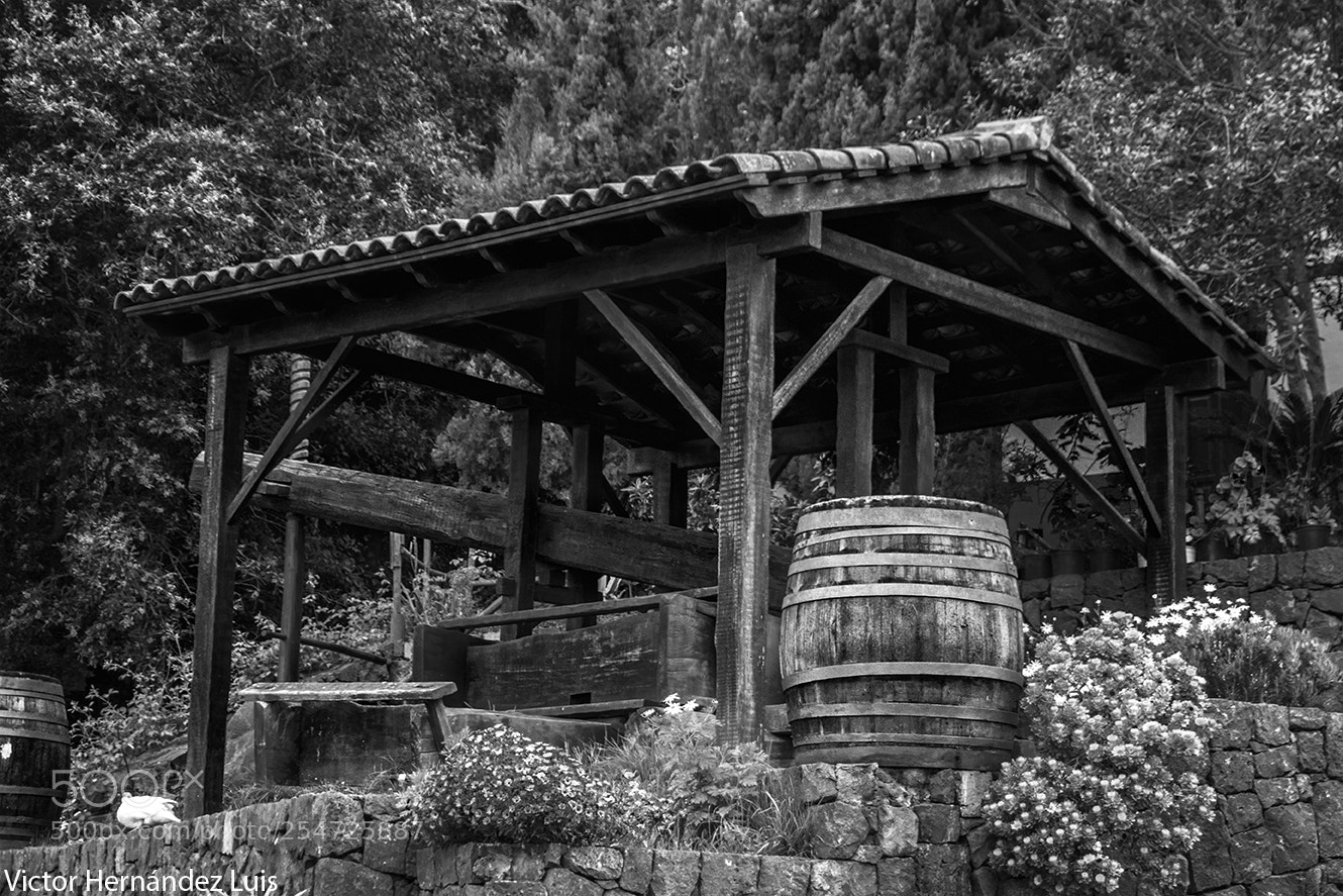 Nikon D3300 sample photo. Agar en la esperanza photography