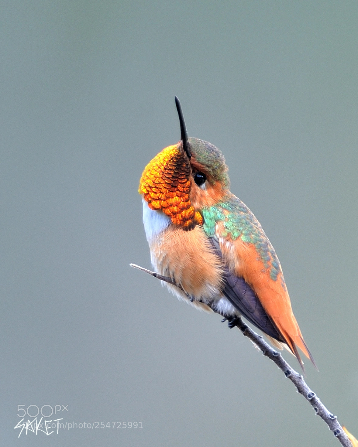 Nikon D700 sample photo. Allen's hummingbird photography