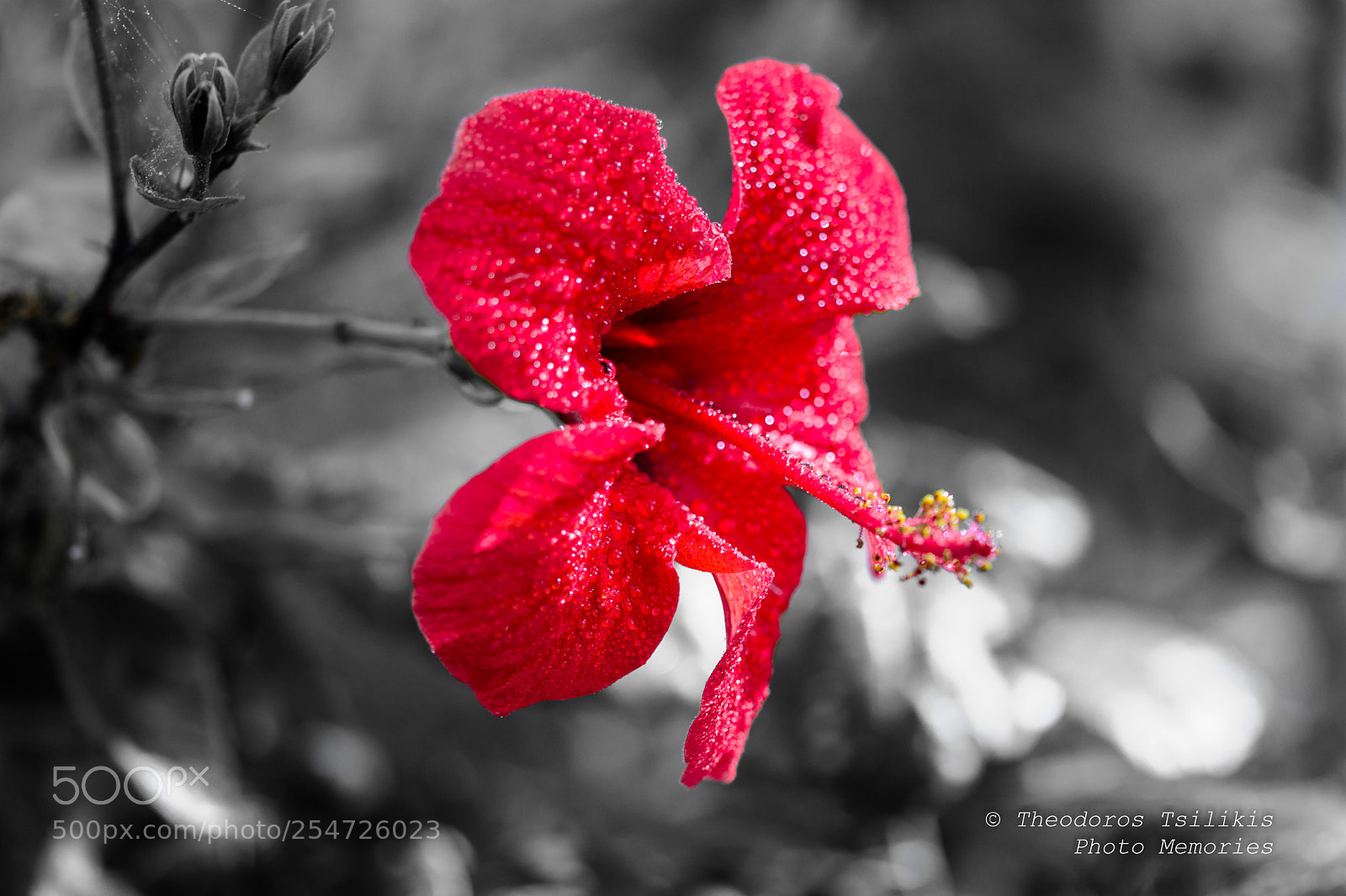 Nikon D7200 sample photo. Isolation of red color photography