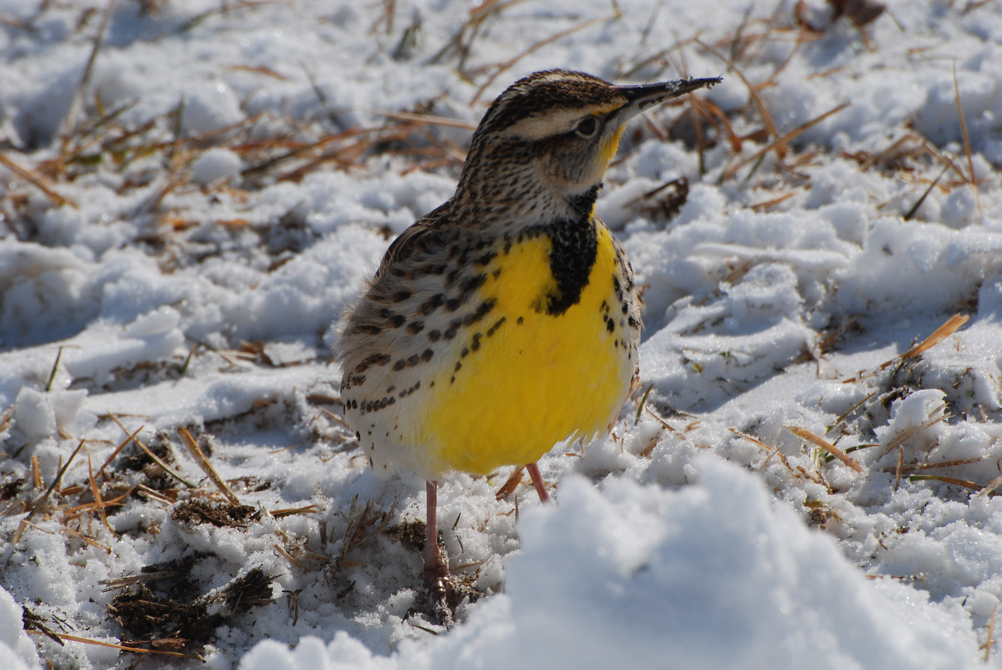 Nikon D80 sample photo. Meadowlark photography