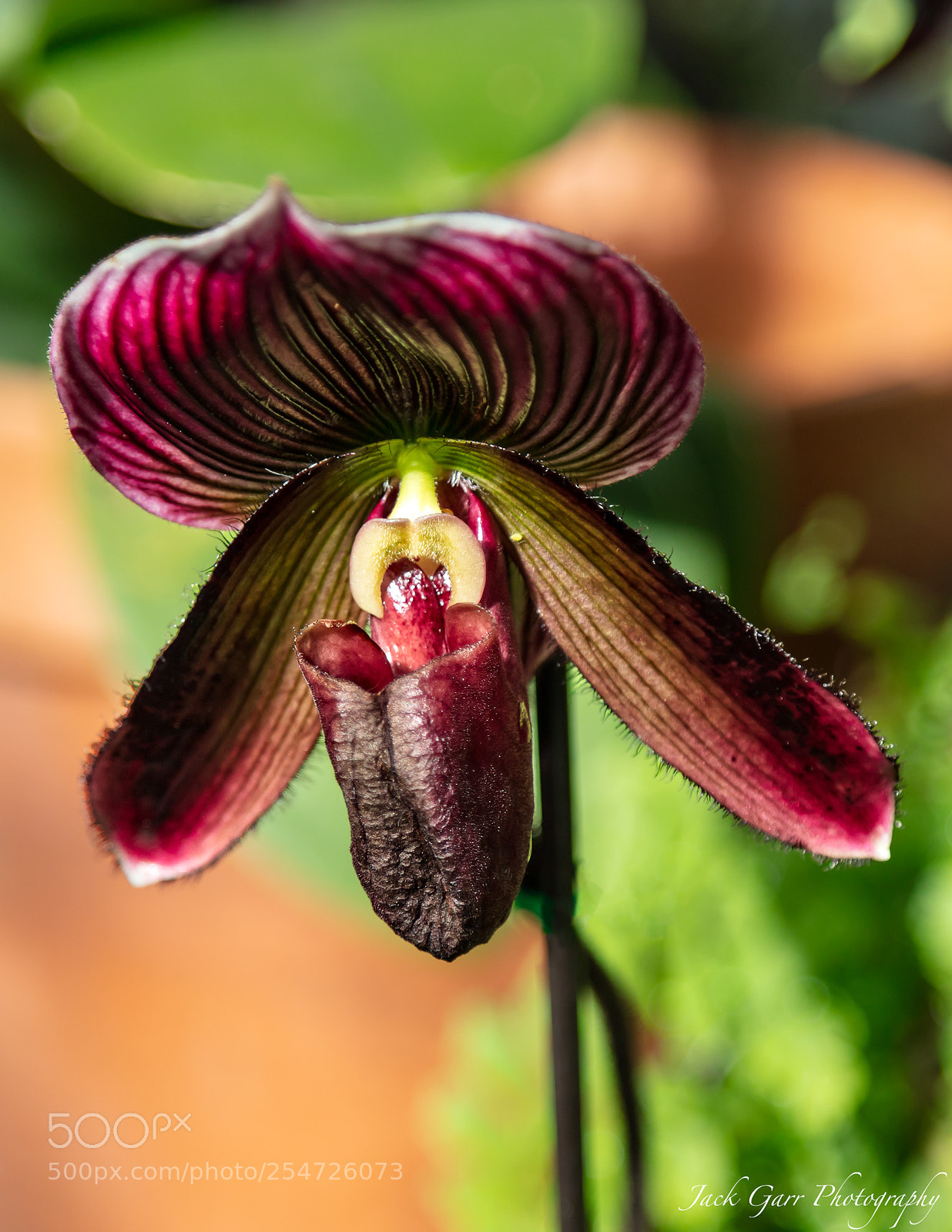 Canon EOS 5DS sample photo. Paphiopedilum orchid photography
