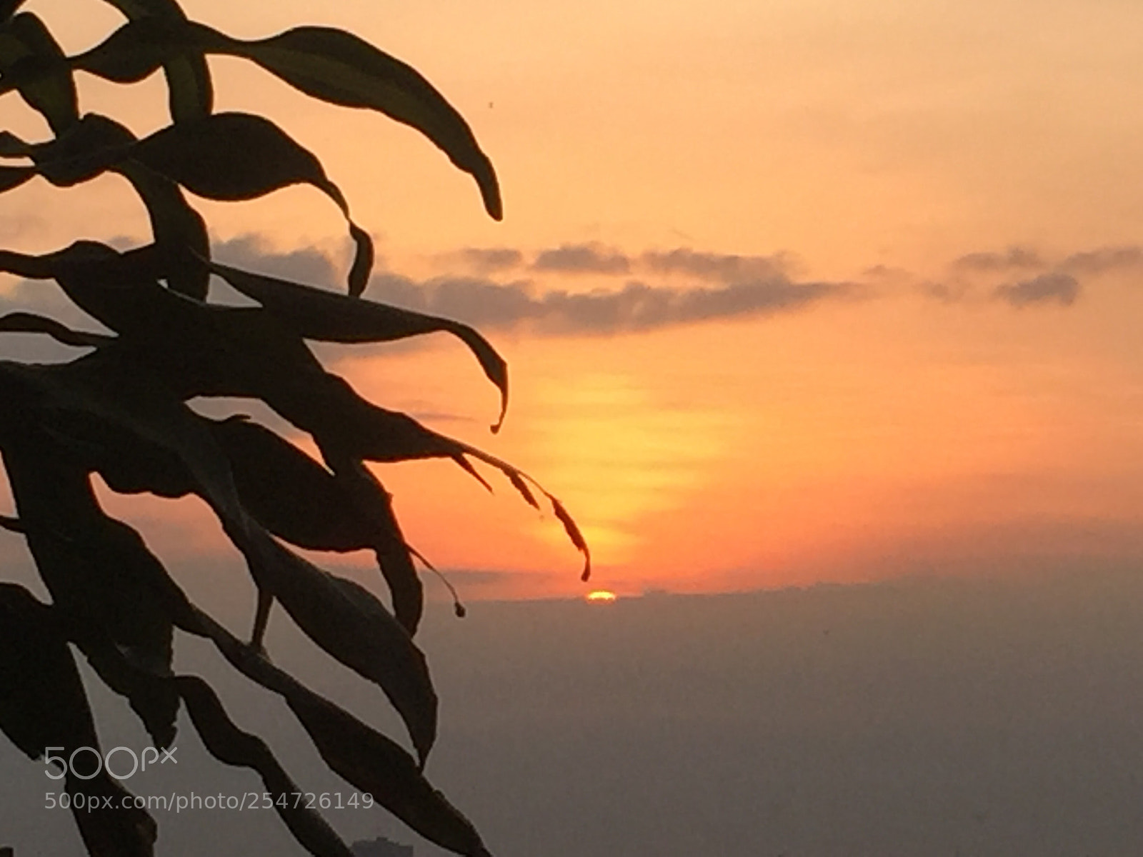Apple iPhone 6 sample photo. Untitled photography