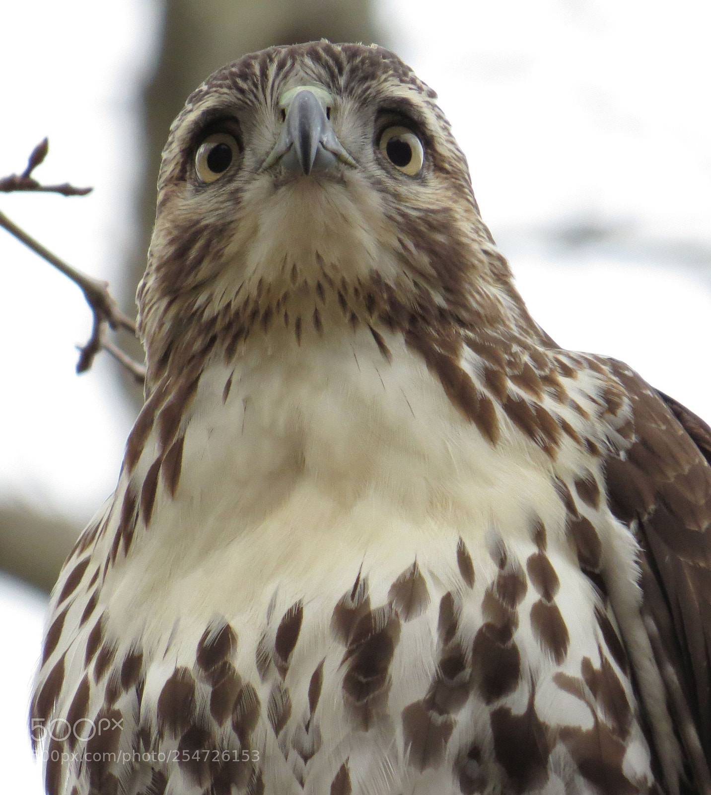 Canon PowerShot SX50 HS sample photo. Hawk portrait  photography