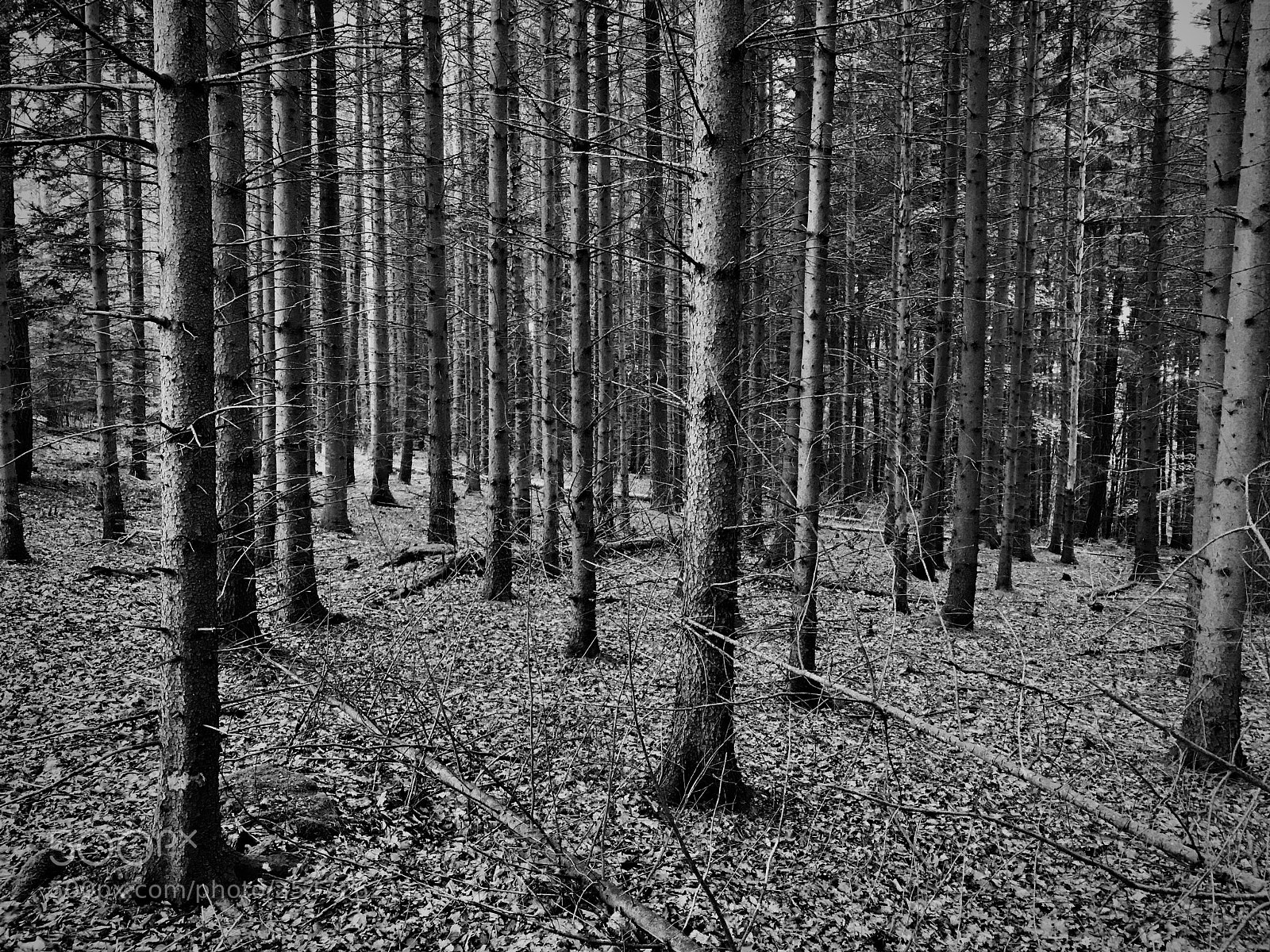 Apple iPhone 7 Plus sample photo. Correctly german forrest photography