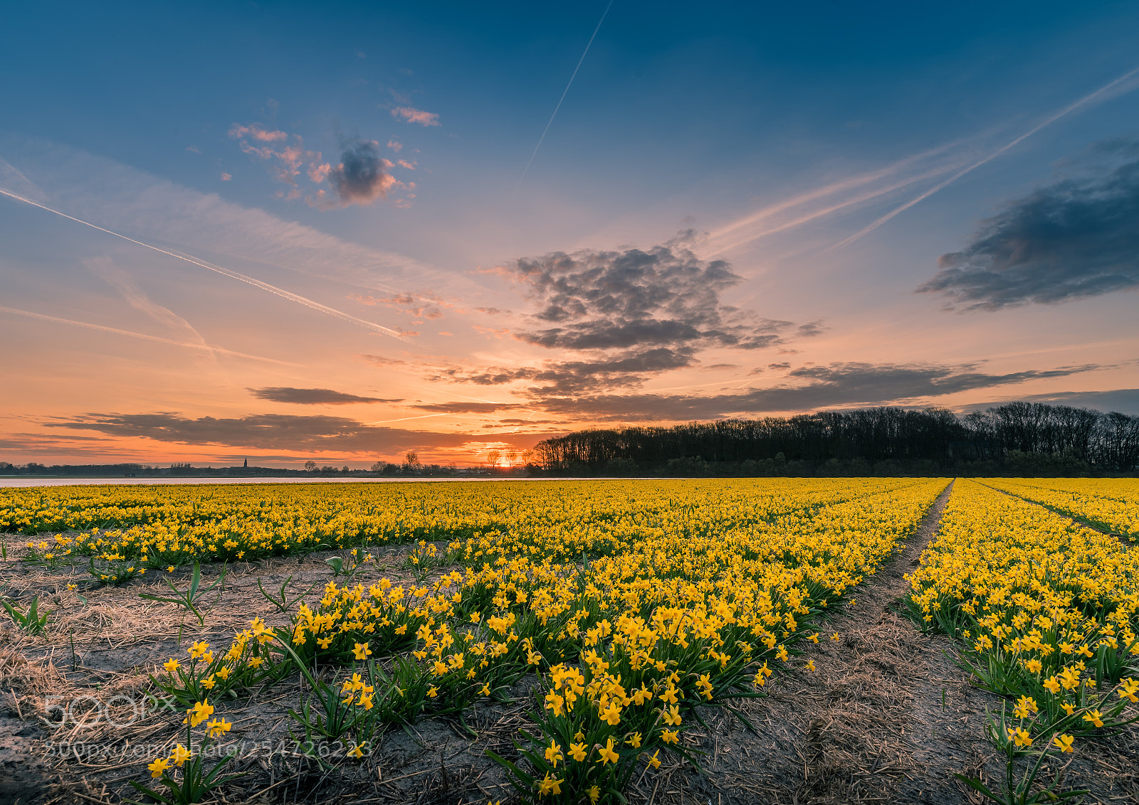 Nikon D750 sample photo. Daffodil sunrise photography