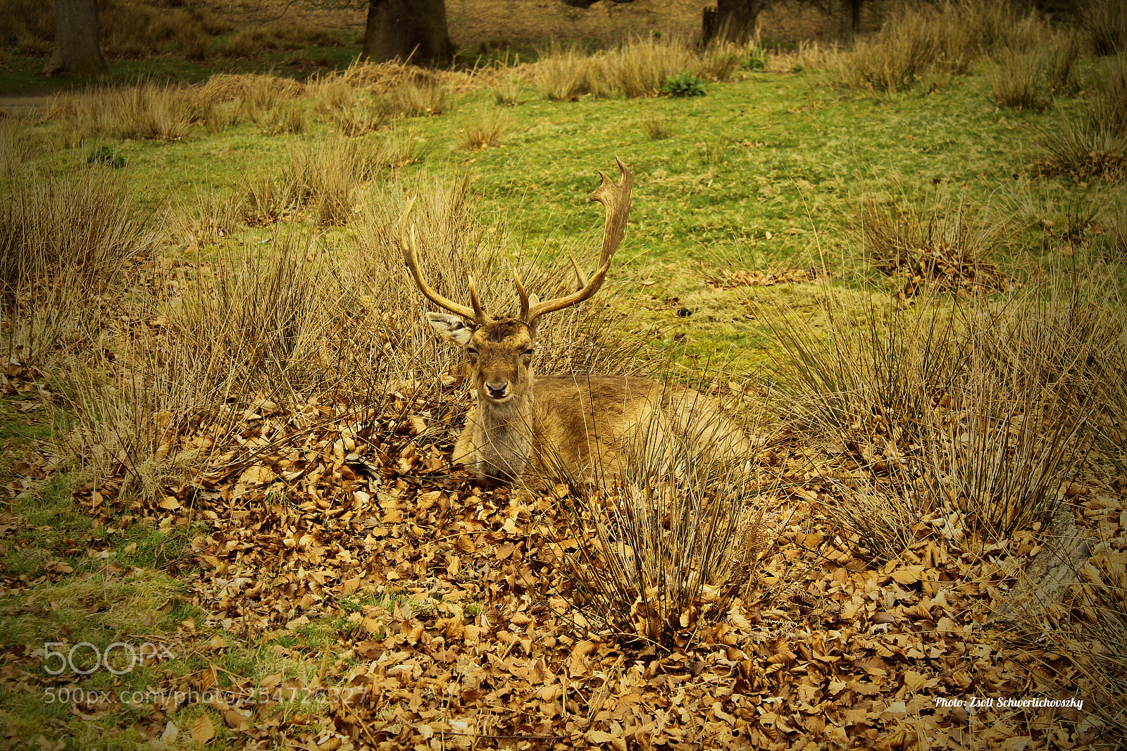 Canon EOS 1100D (EOS Rebel T3 / EOS Kiss X50) sample photo. Deer photography