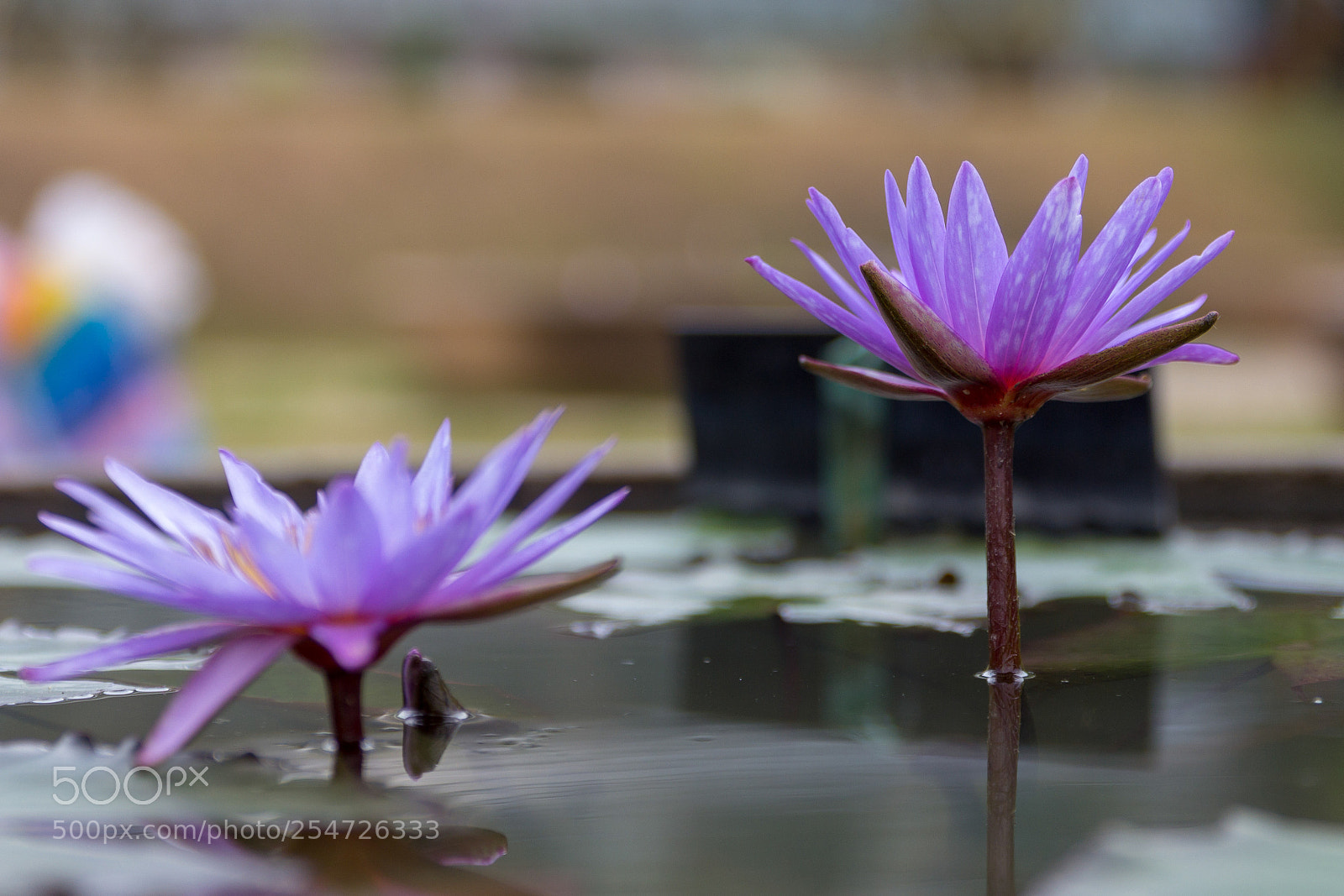 Canon EOS 60D sample photo. Lotus ii photography