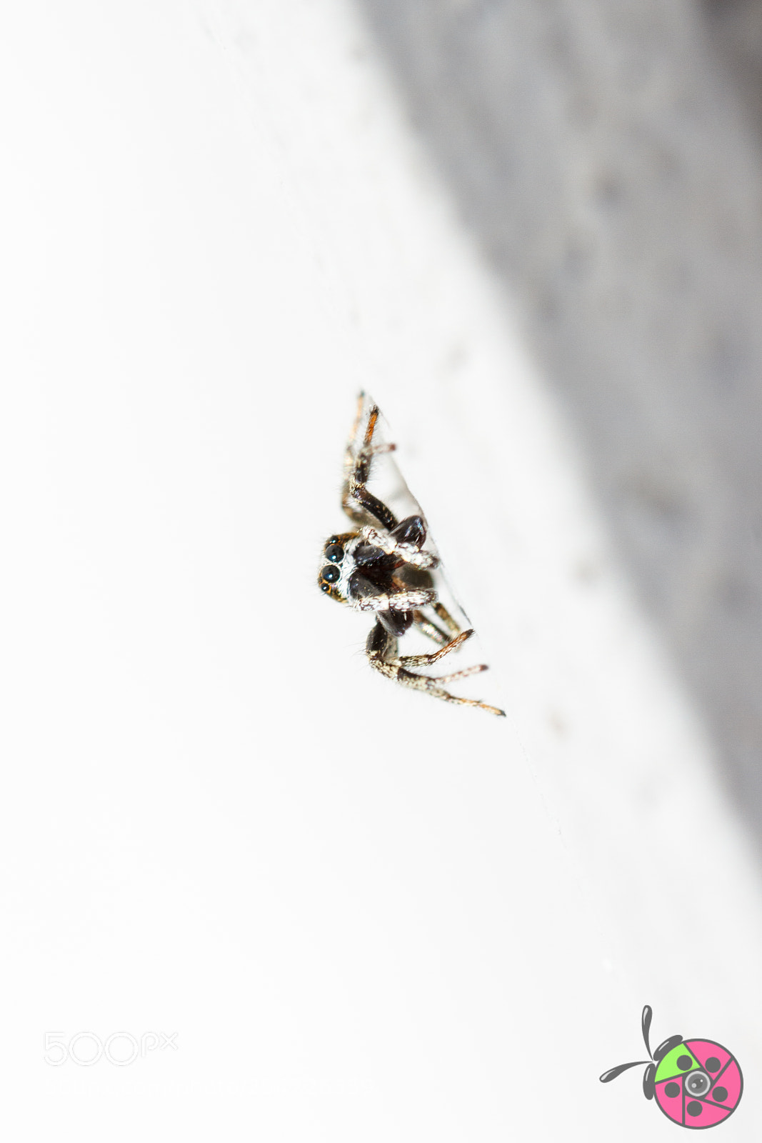 Canon EOS 7D sample photo. Zebraspringspinne (salticus scenicus) male photography