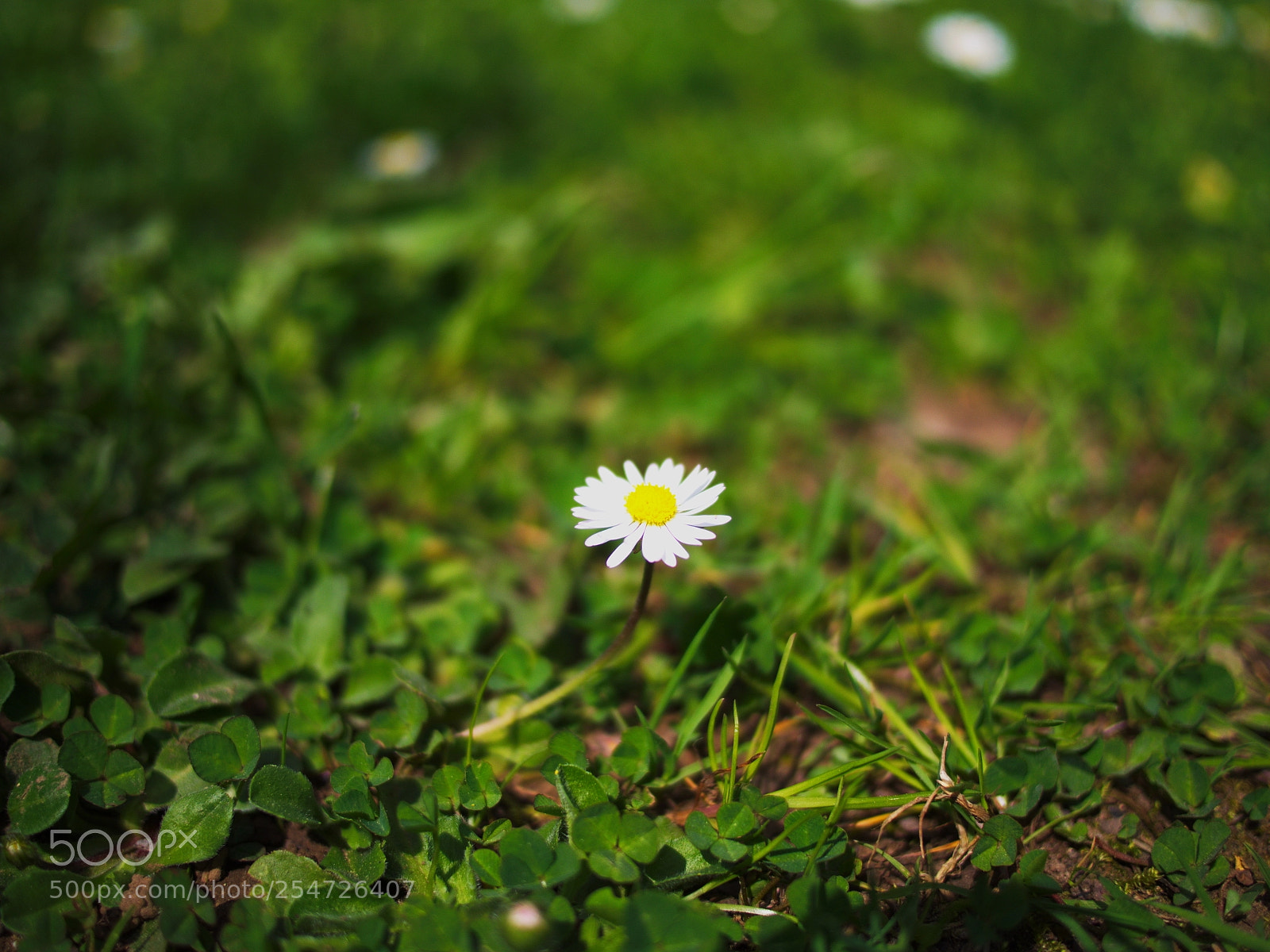 Olympus PEN E-PL5 sample photo. Daisy photography
