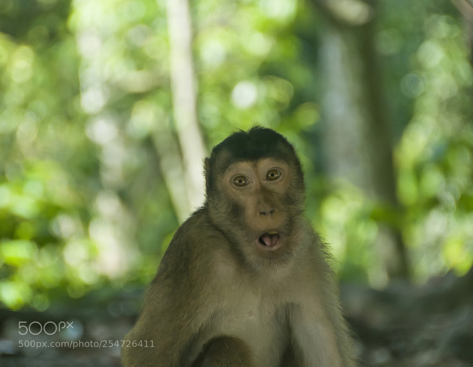 Nikon D90 sample photo. Reaction face of monkey photography