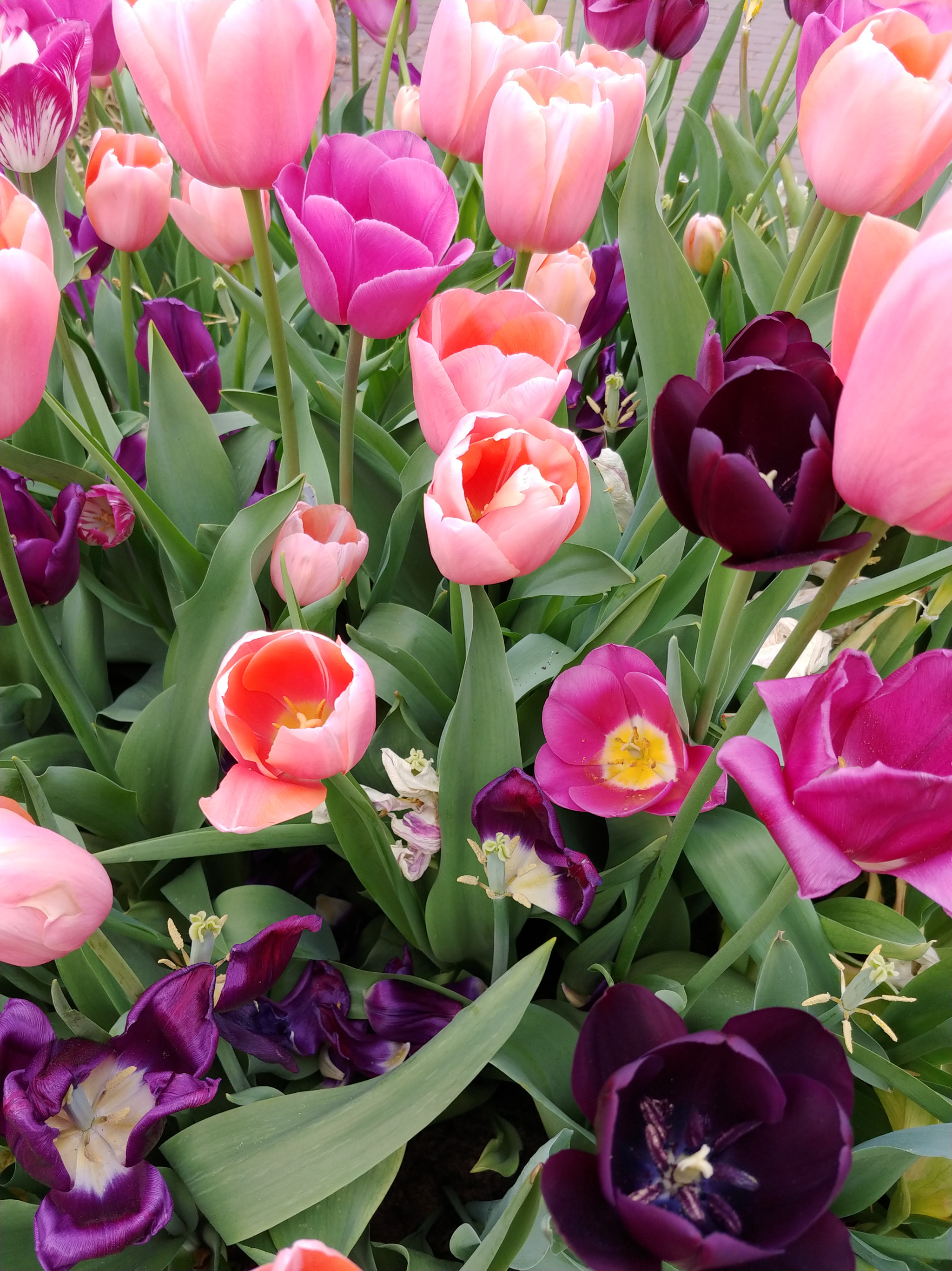 LG V30 sample photo. Tulips in amsterdam photography