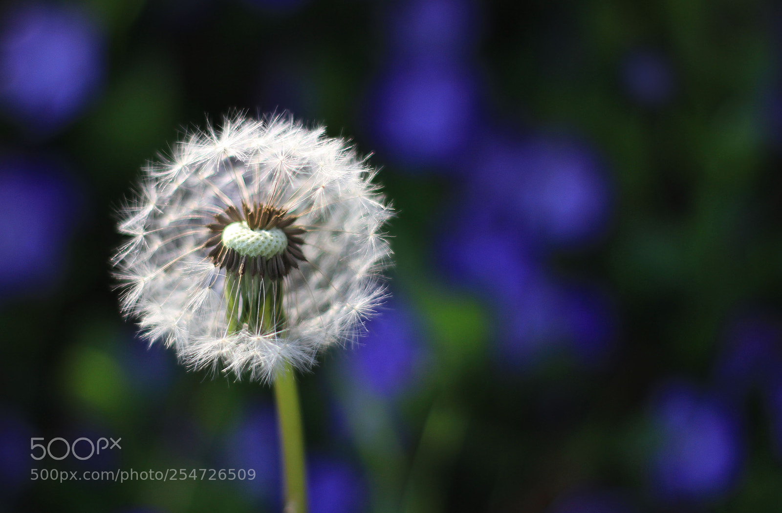 Canon EOS 7D sample photo. Taraxacum photography