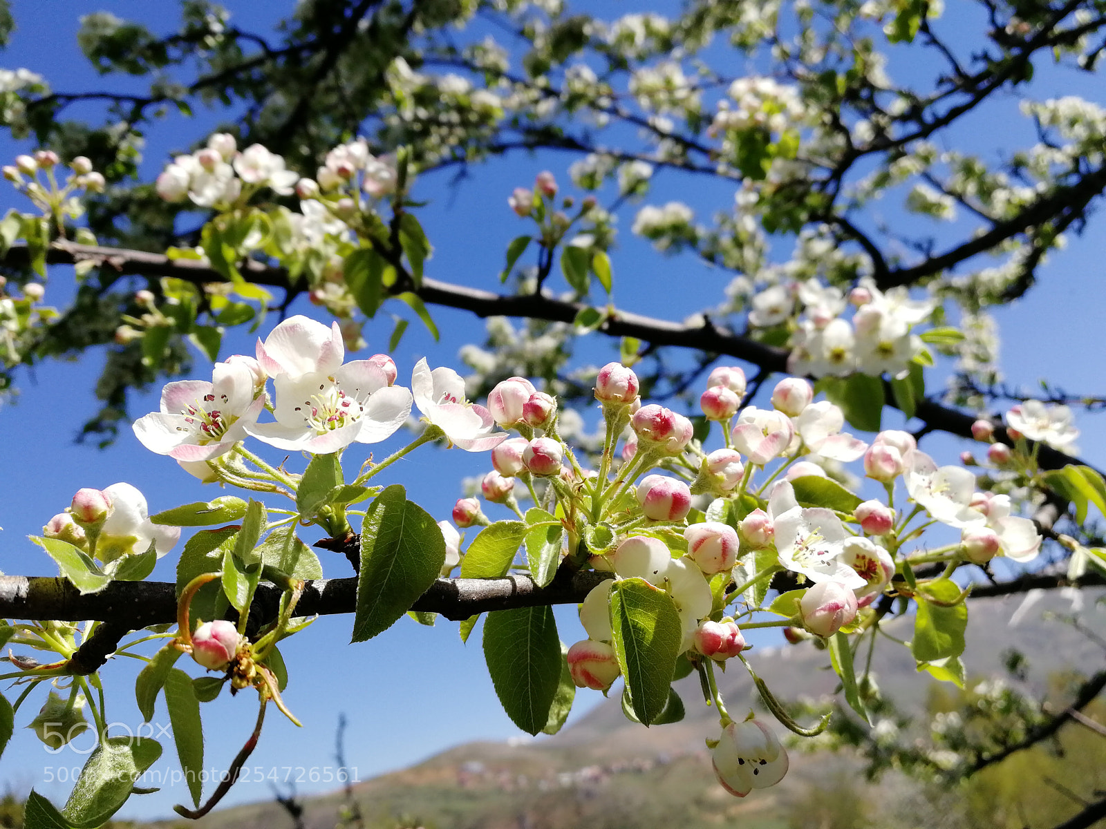 HUAWEI Honor 9 sample photo. Pear blossom photography