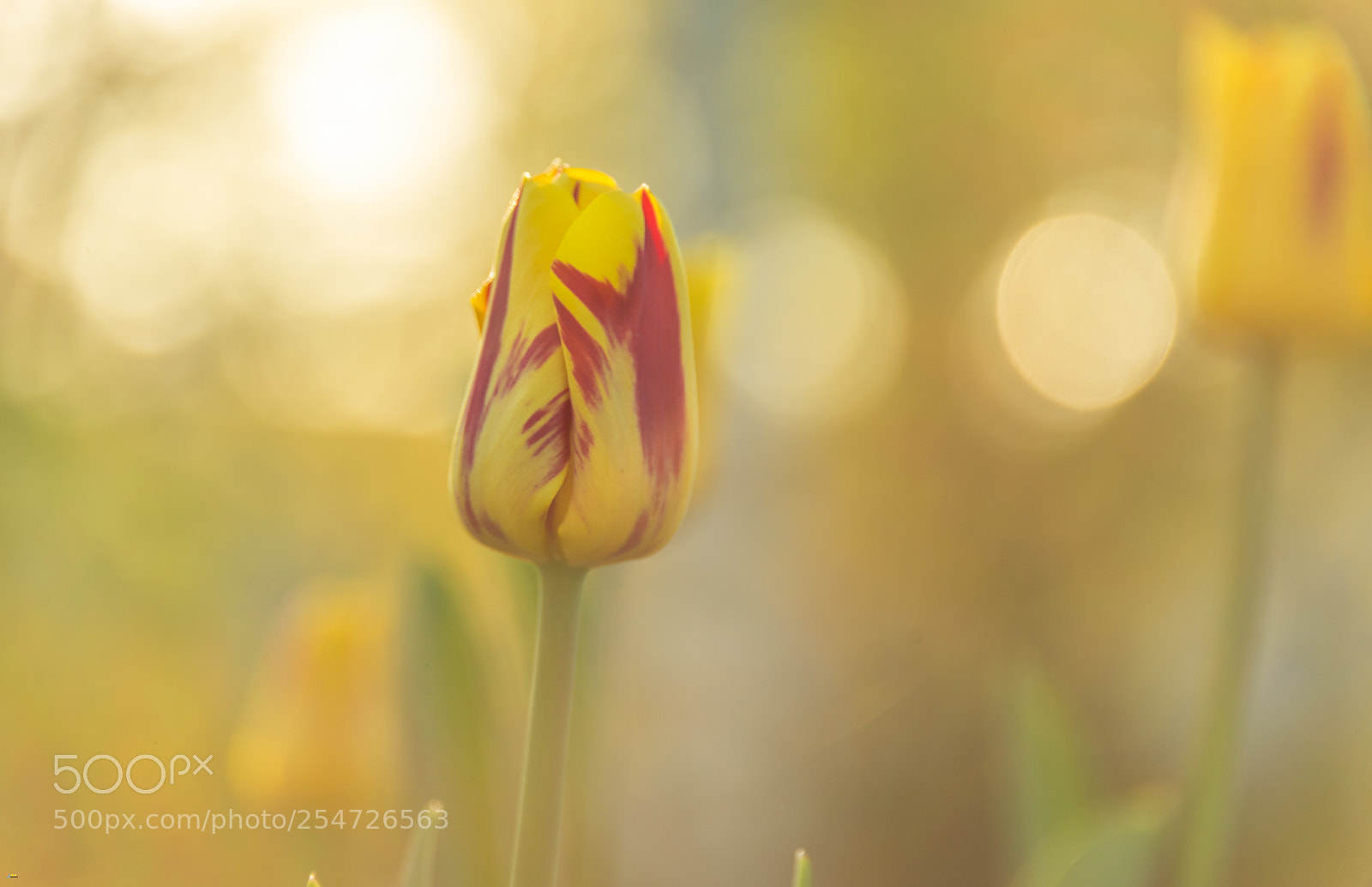 Nikon D800 sample photo. Yellow mood photography