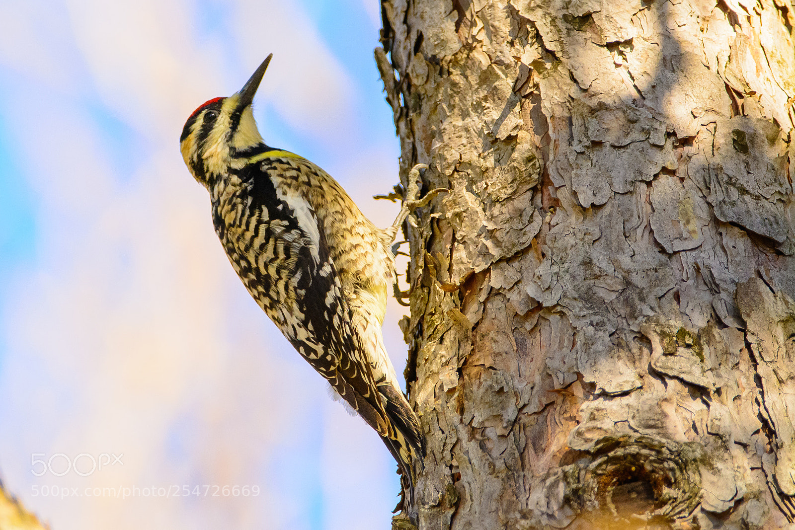 Nikon D7100 sample photo. Yellow-bellied sapsucker photography