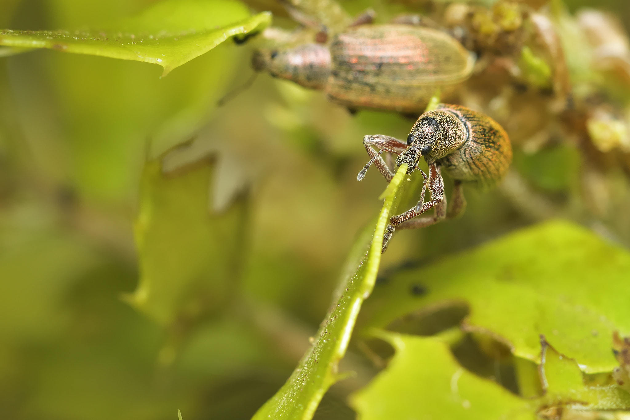 Nikon D3200 sample photo. Macro photography