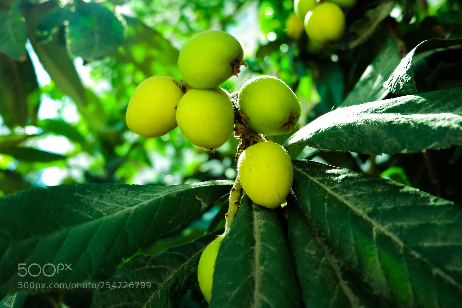 Fujifilm X-E2 sample photo. Apricots photography