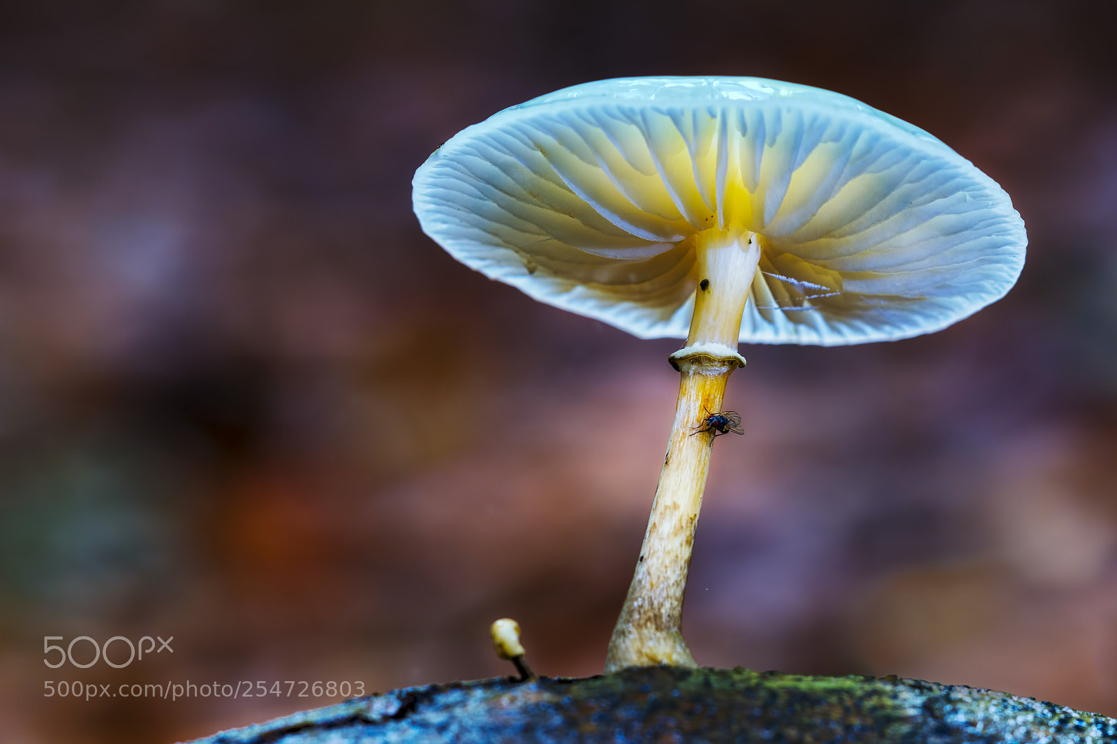 Canon EOS 60D sample photo. The mushrooms series xiii (19512) photography