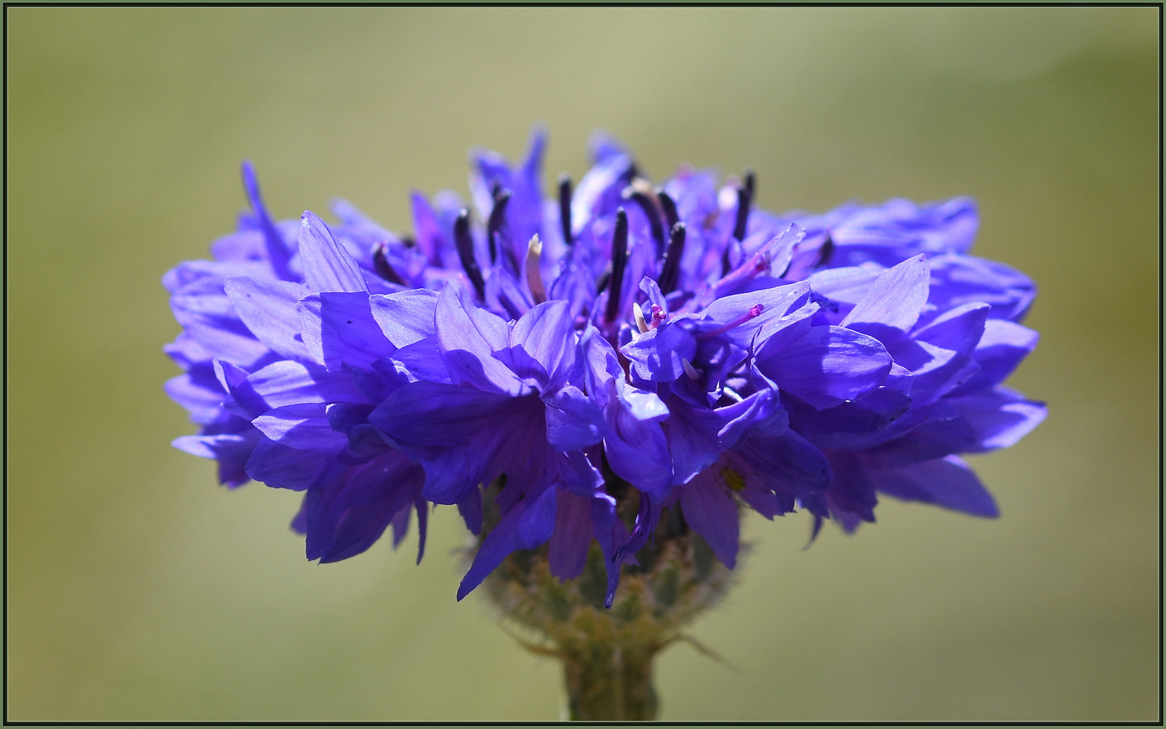 Sigma 105mm F2.8 EX DG OS HSM sample photo. Morning light photography