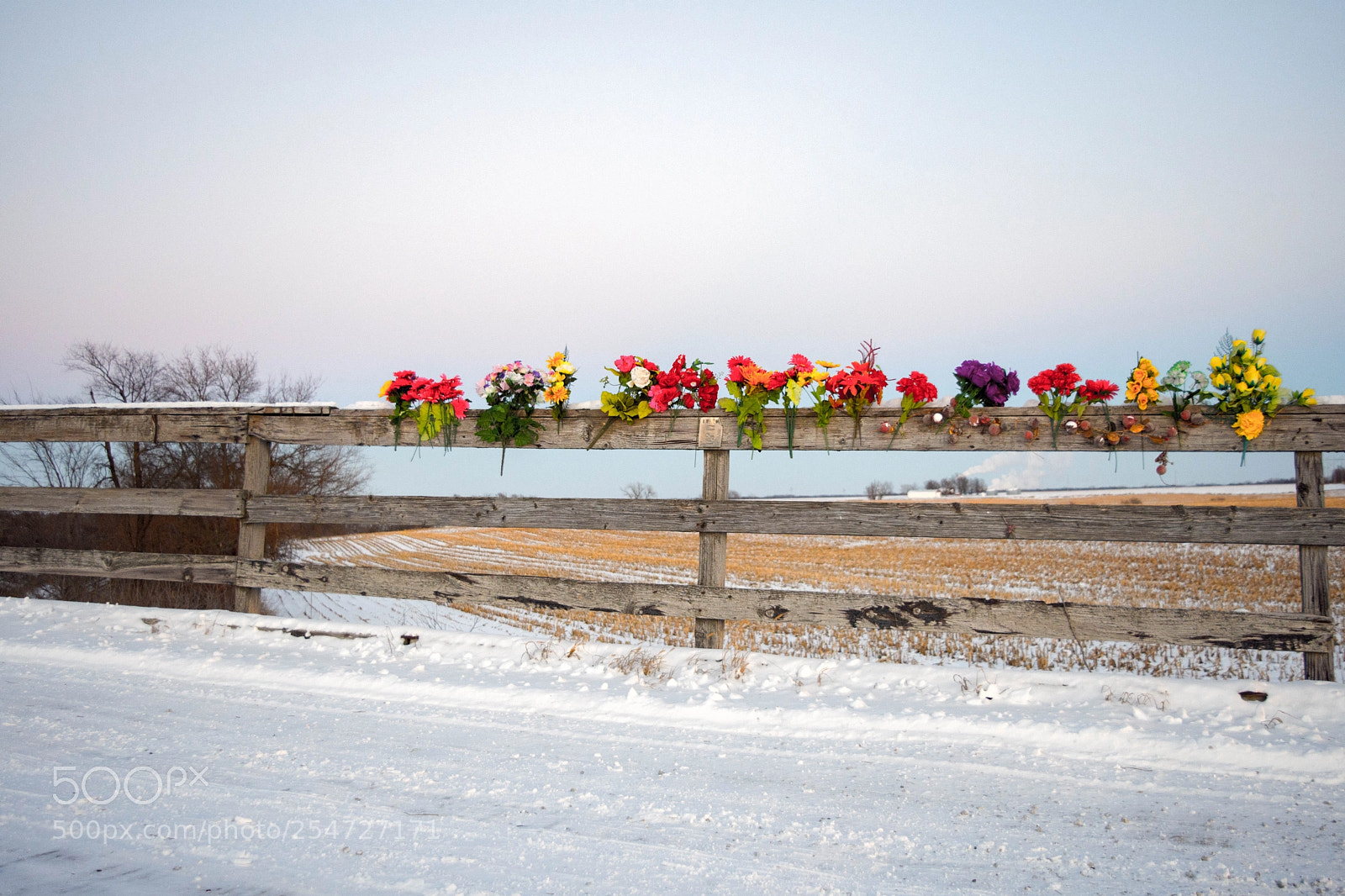 Nikon D7200 sample photo. Flowers on a snowy photography