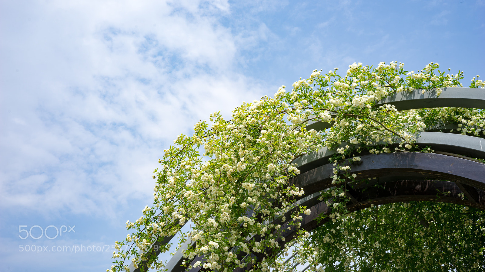 Sony a7 sample photo. Spring in april #1 photography
