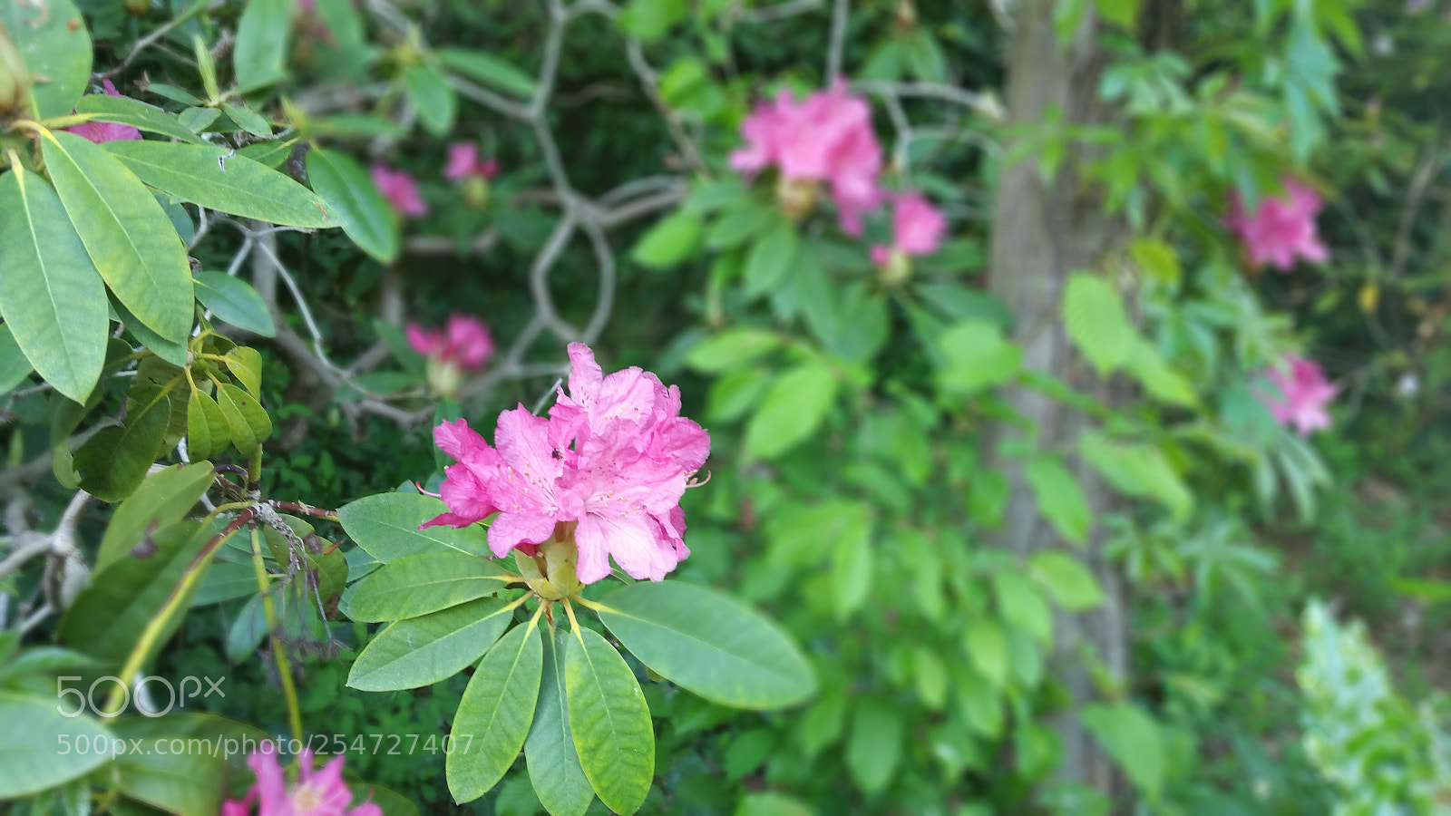 Samsung Galaxy Note5 sample photo. 20160510_174100.jpg photography