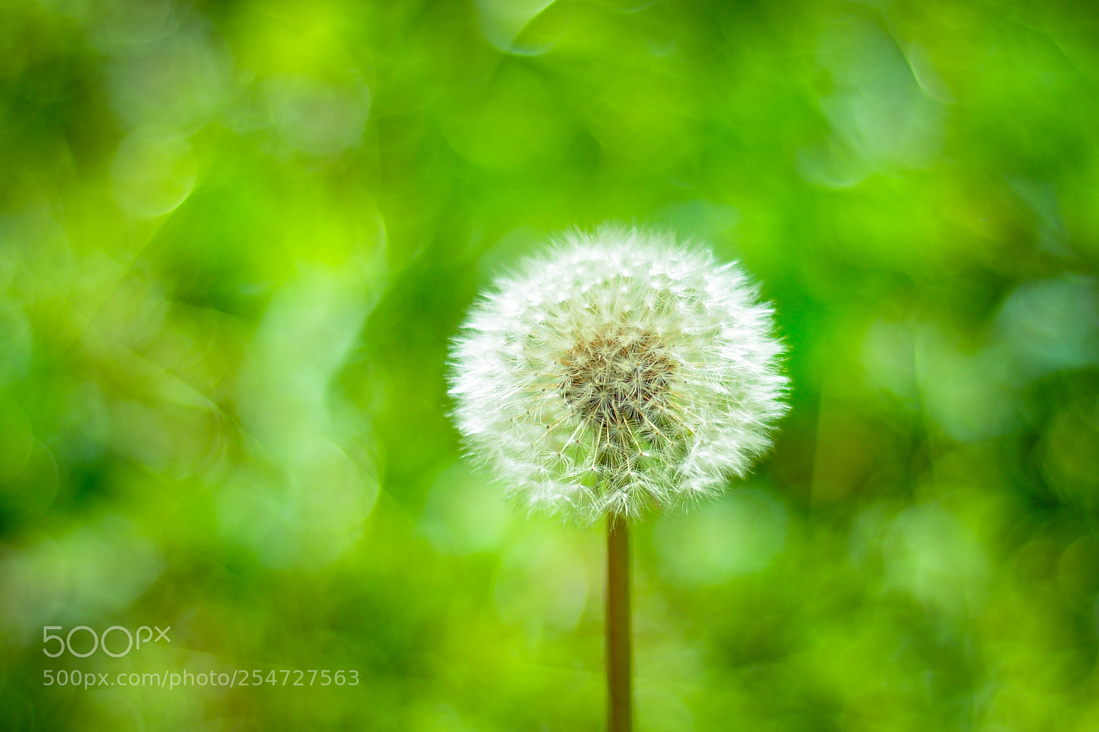 Nikon D90 sample photo. Dandelion photography