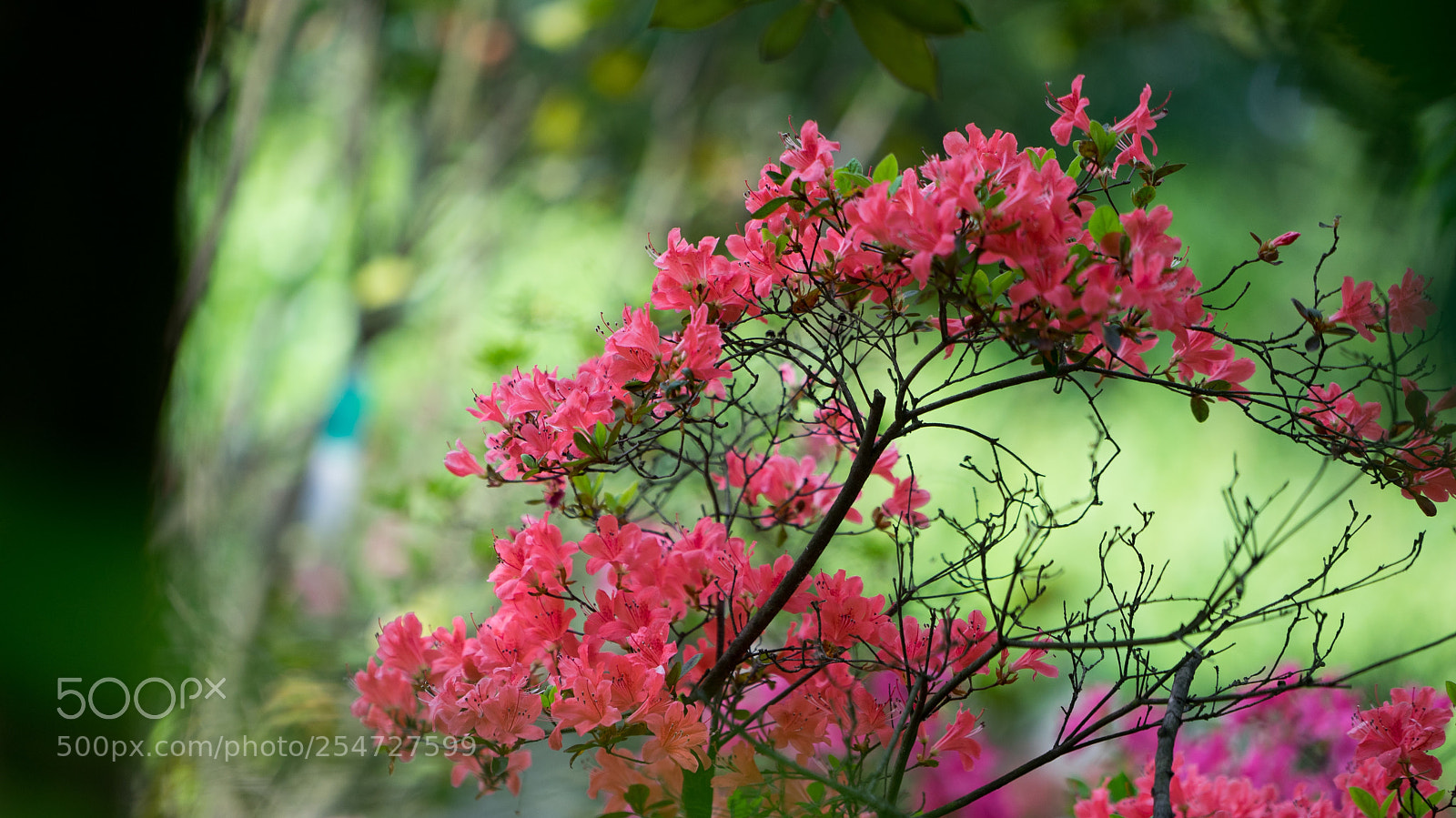 Sony a7 sample photo. Spring in april #4 photography