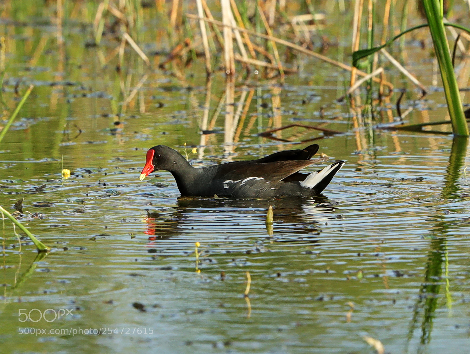 Canon EOS-1D X Mark II sample photo. 04-22-18-0014150.jpg photography