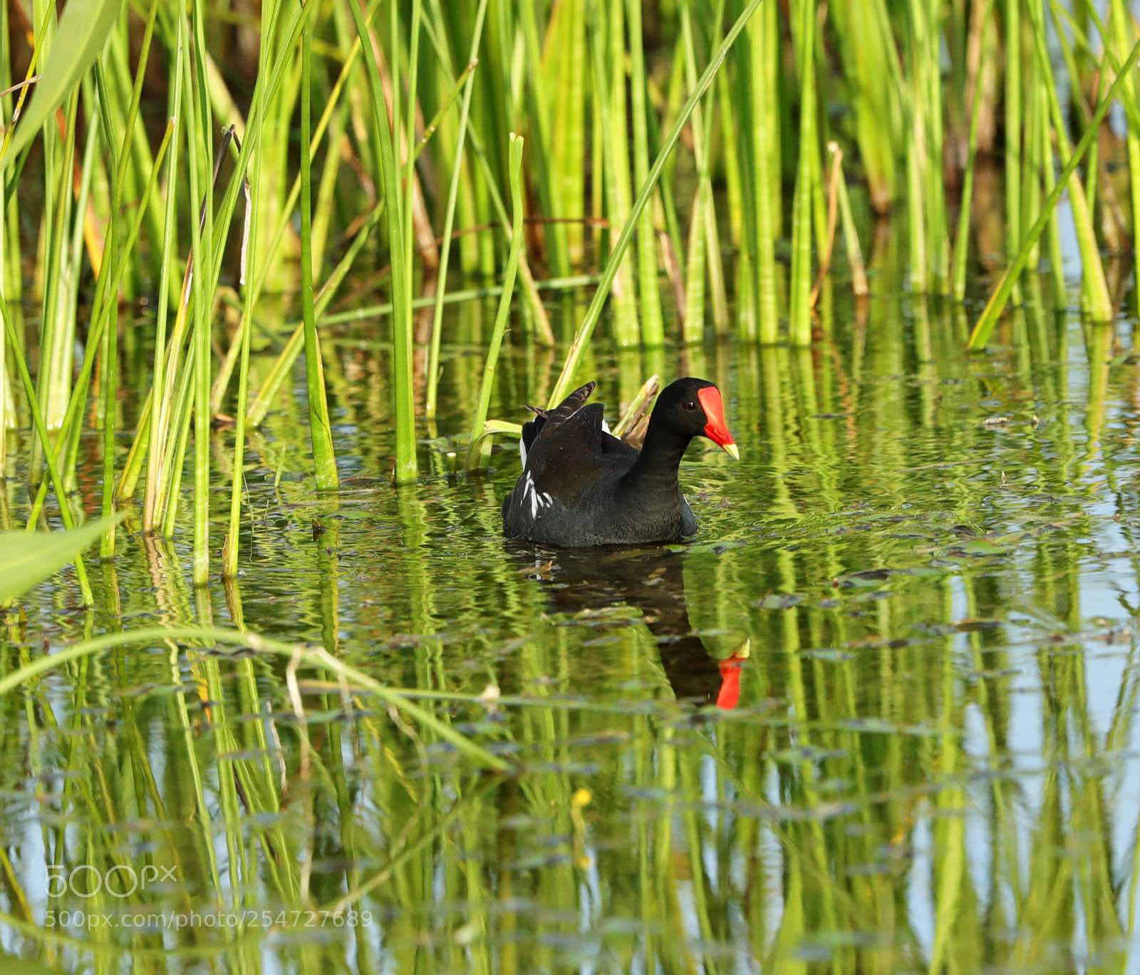 Canon EOS-1D X Mark II sample photo. 04-22-18-0014149.jpg photography