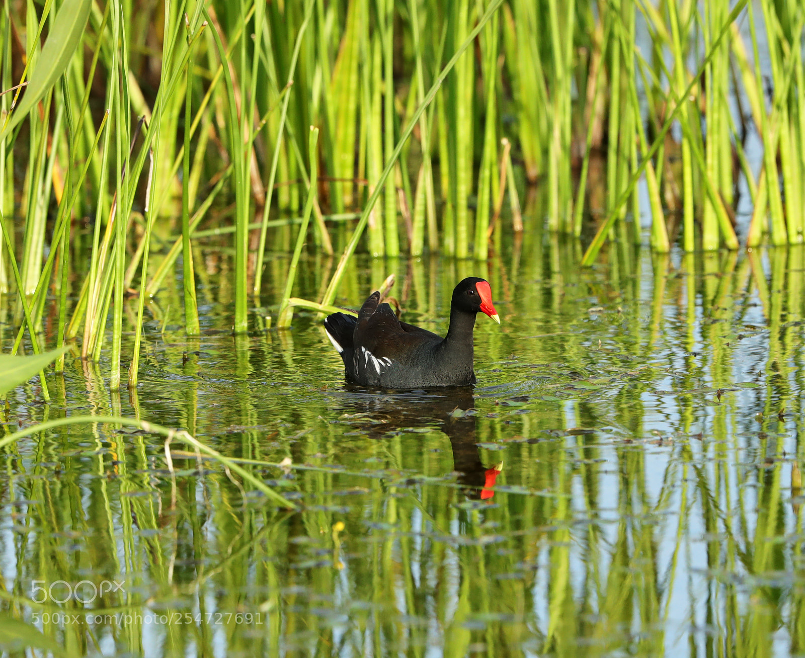 Canon EOS-1D X Mark II sample photo. 04-22-18-0014148.jpg photography