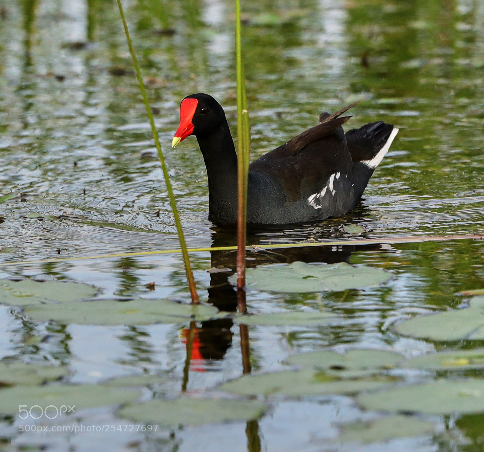 Canon EOS-1D X Mark II sample photo. 04-22-18-0014146.jpg photography