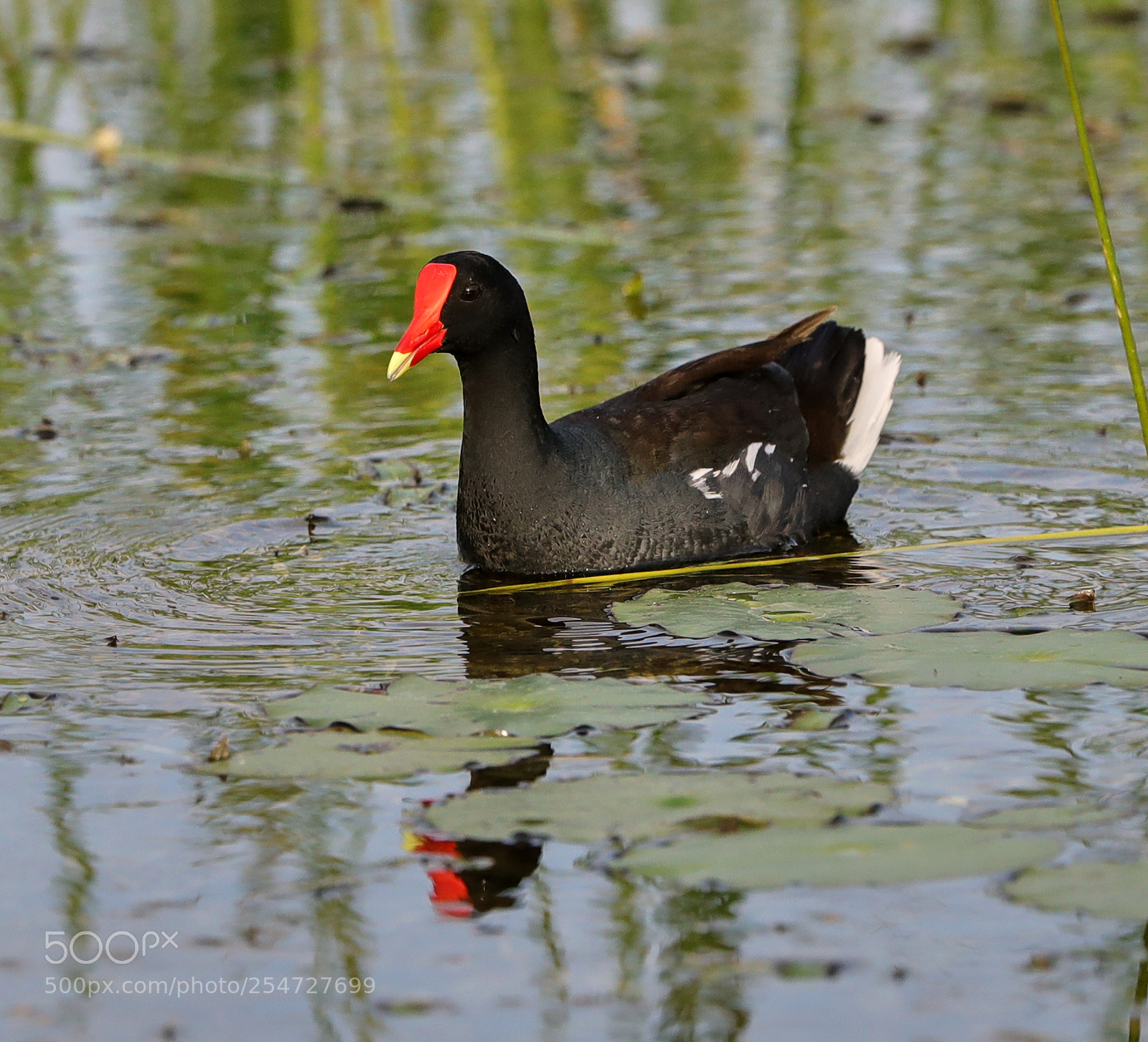 Canon EOS-1D X Mark II sample photo. 04-22-18-0014144.jpg photography