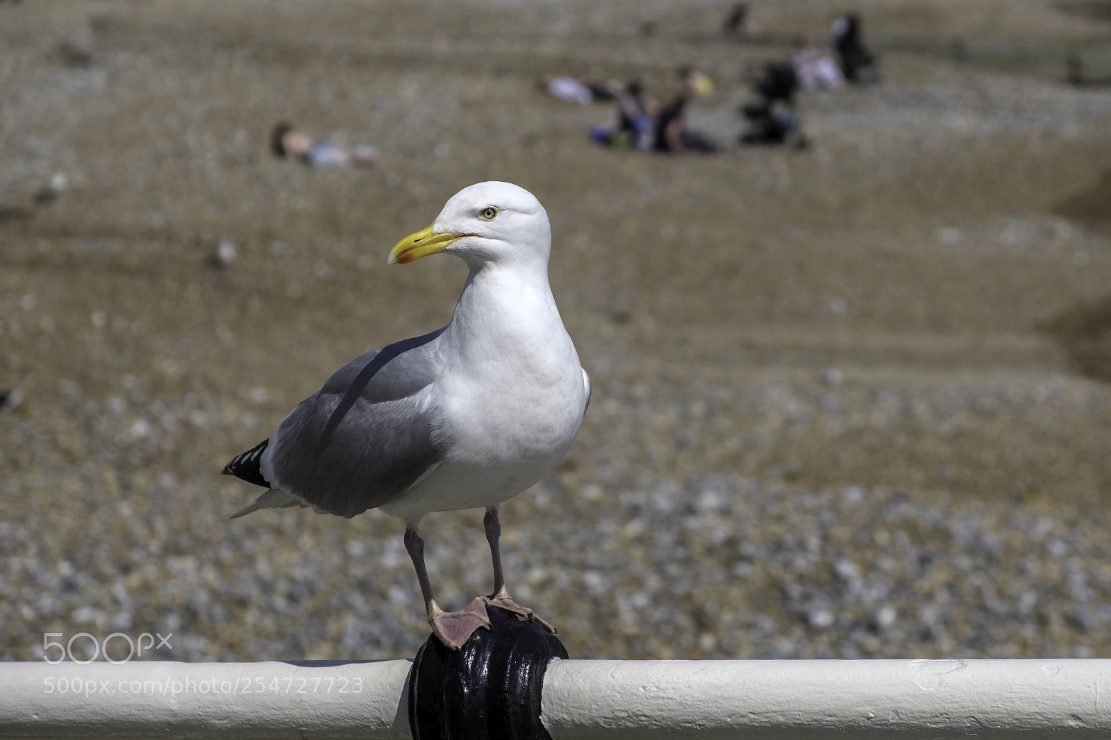 Fujifilm X-T2 sample photo. European herring gull larus photography