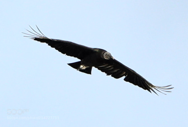 Canon EOS-1D X Mark II sample photo. 04-22-18-0014134.jpg photography