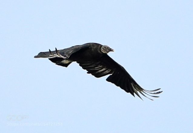 Canon EOS-1D X Mark II sample photo. 04-22-18-0014133.jpg photography