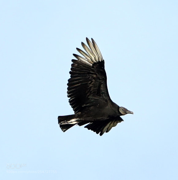 Canon EOS-1D X Mark II sample photo. 04-22-18-0014132.jpg photography