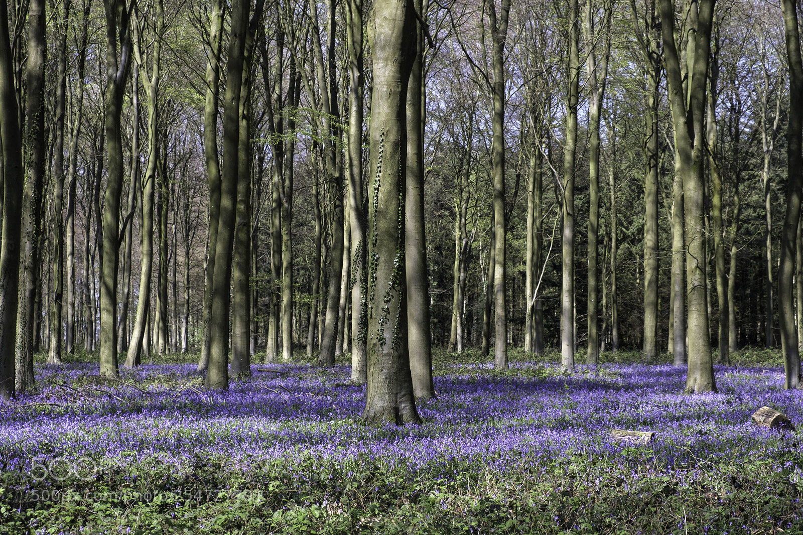 Fujifilm X-T2 sample photo. Bluebells in wepham wood photography