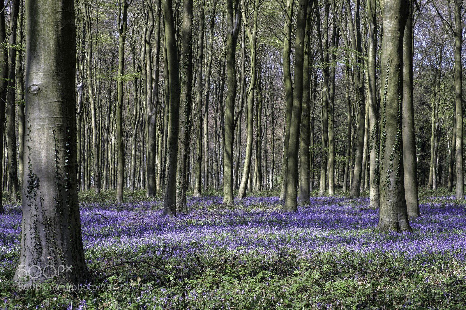 Fujifilm X-T2 sample photo. Bluebells in wepham wood photography