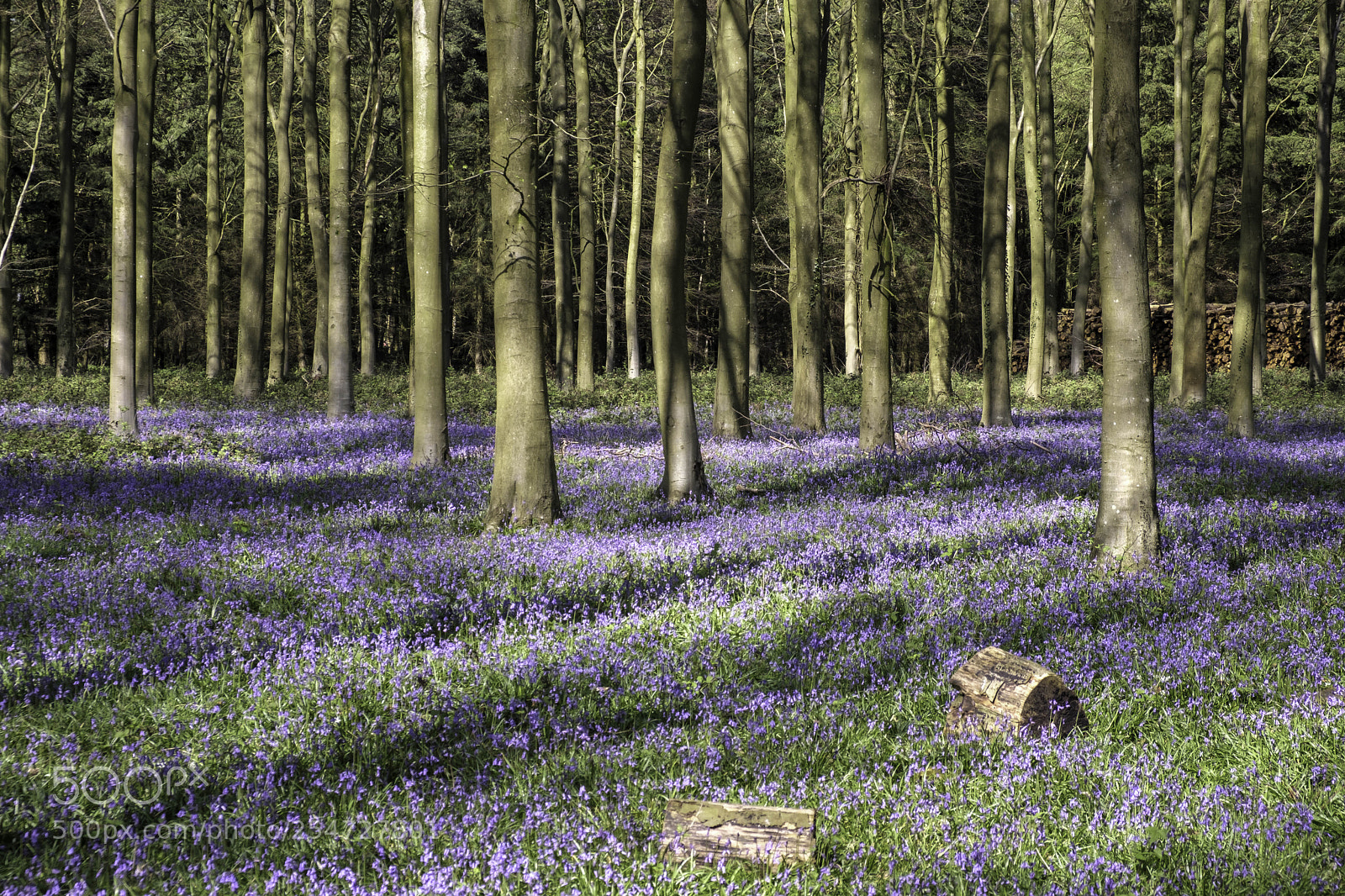 Fujifilm X-T2 sample photo. Bluebells in wepham wood photography