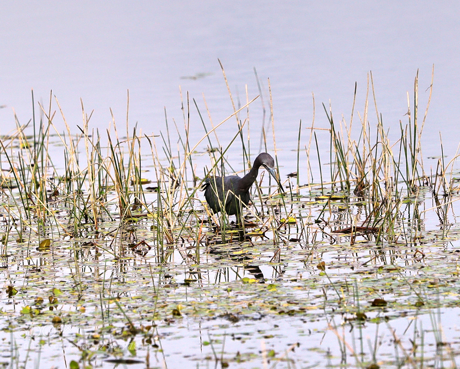 Canon EOS-1D X Mark II sample photo. 04-22-18-0014130.jpg photography