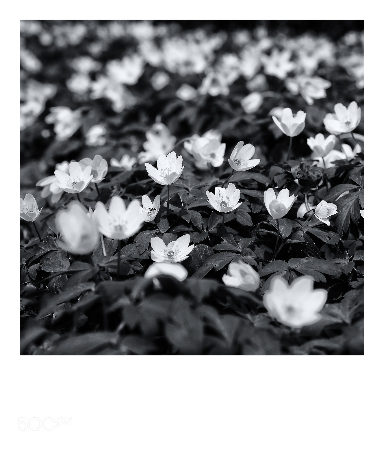 Fujifilm X-T1 sample photo. Please enlarge - remember photography