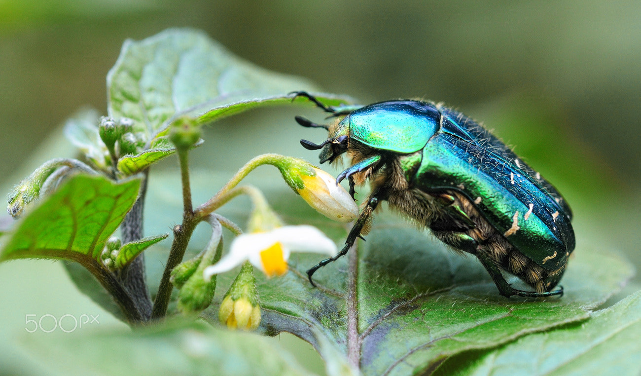 Nikon AF Micro-Nikkor 60mm F2.8D sample photo. Находка photography